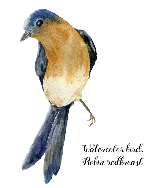 Aquarel vogel. Handgeschilderde illustratie met robin redbreast geïsoleerd op een witte achtergrond. Karakter afdrukken voor ontwerp. — Stockfoto