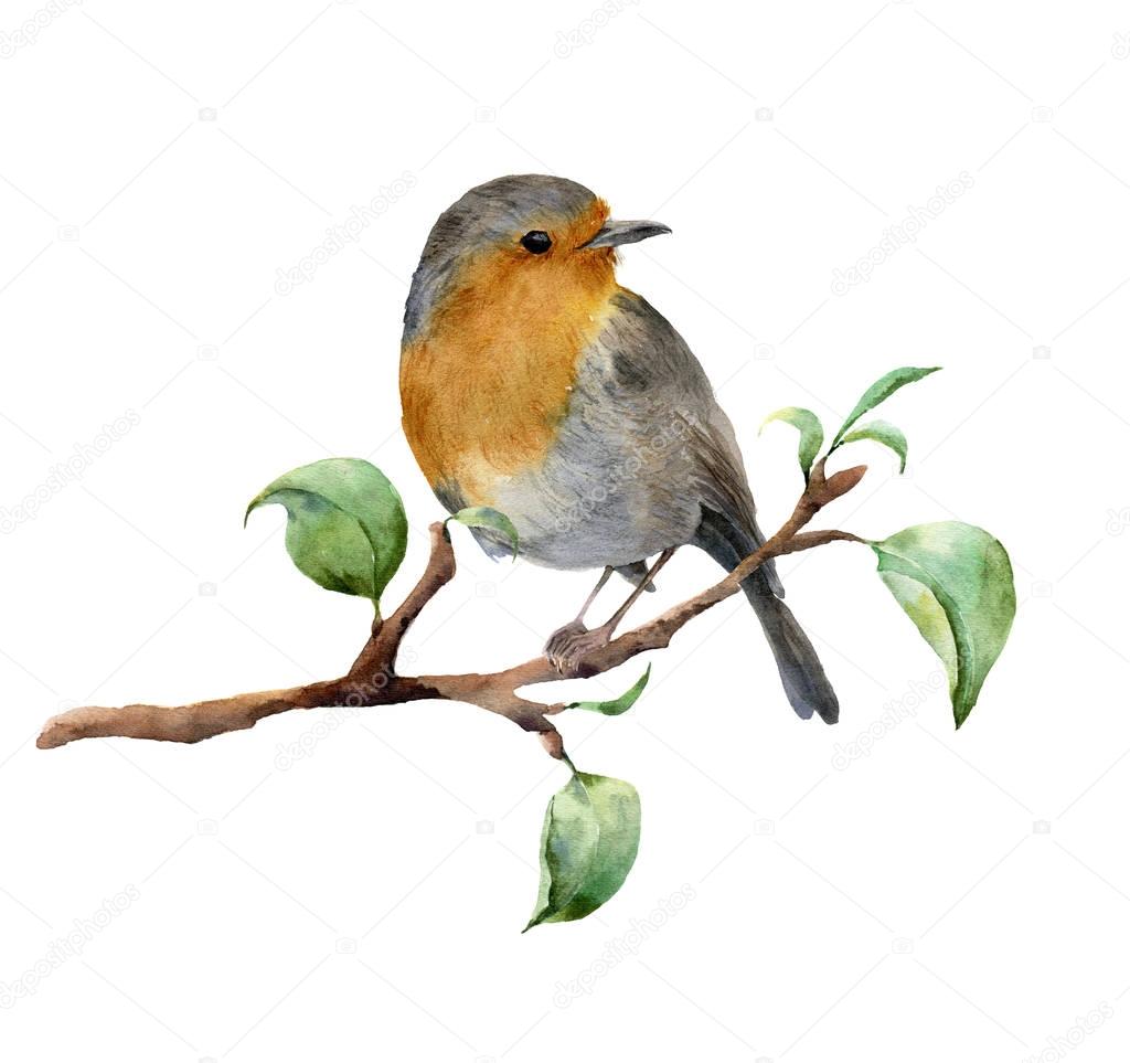 Watercolor robin sitting on tree branch with leaves. Hand painted spring illustration with bird isolated on white background. Nature print for design.