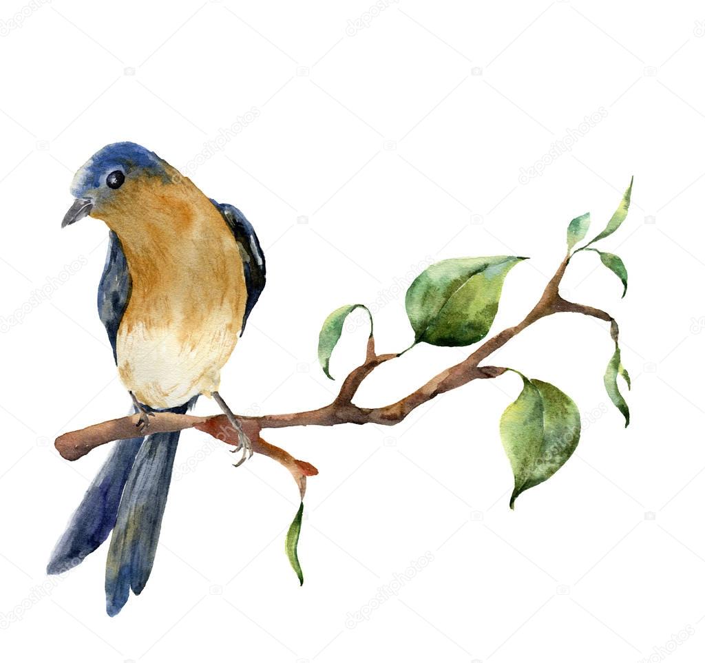 Watercolor bird sitting on tree branch with leaves. Hand painted spring illustration with robin redbreast isolated on white background. Nature print for design.
