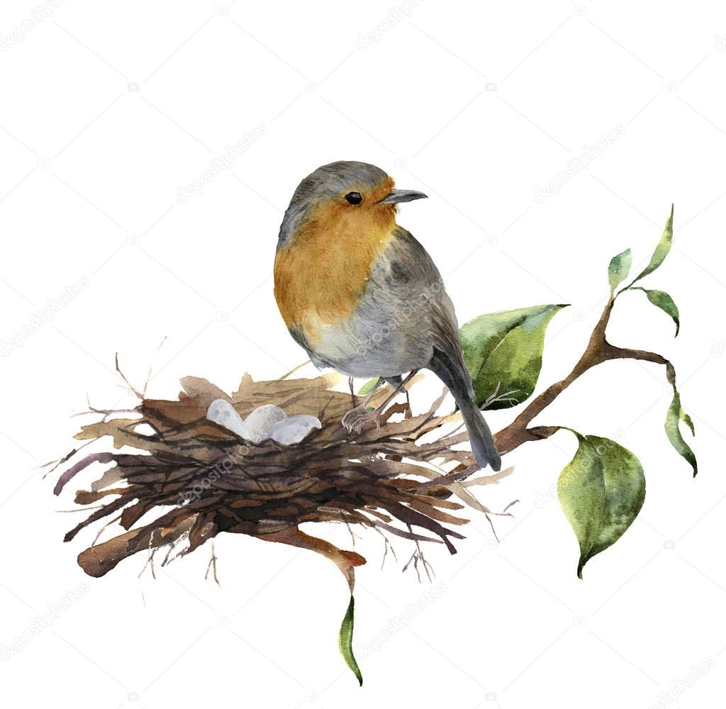 Robin redbreast nest and eggs Watercolor robin sitting on nest with