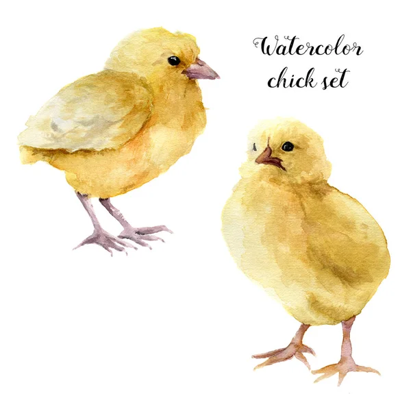 Pulcino acquerello set. Giovane chucken dipinto a mano isolato su sfondo bianco. Graziosa illustrazione uccello bambino per il design . — Foto Stock