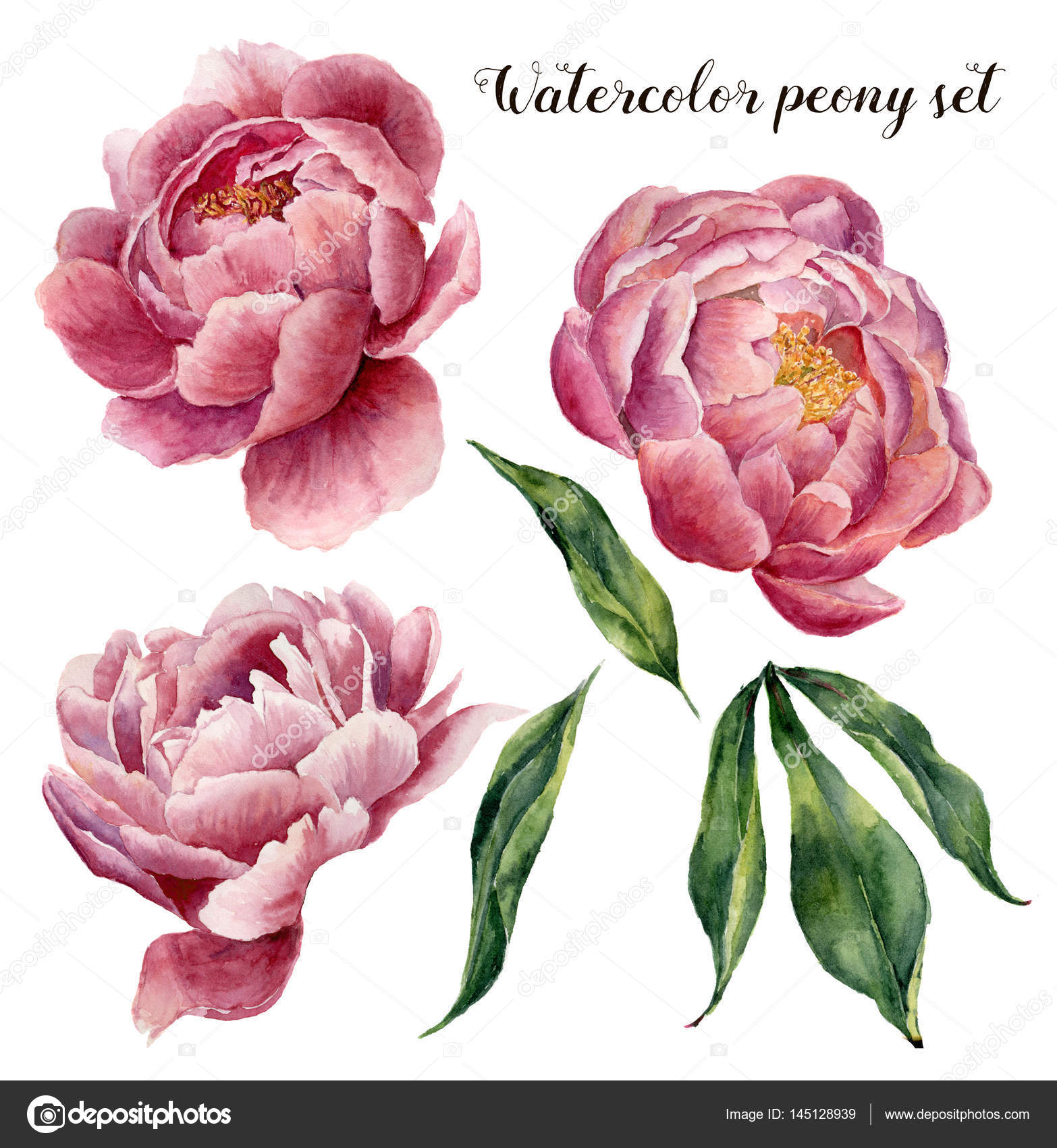 Watercolor Peony Set Vintage Floral Elements With Peony Flowers And Leaves Isolated On White Background Hand Drawn Botanical Illustration For Design Stock Photo By C Derbisheva