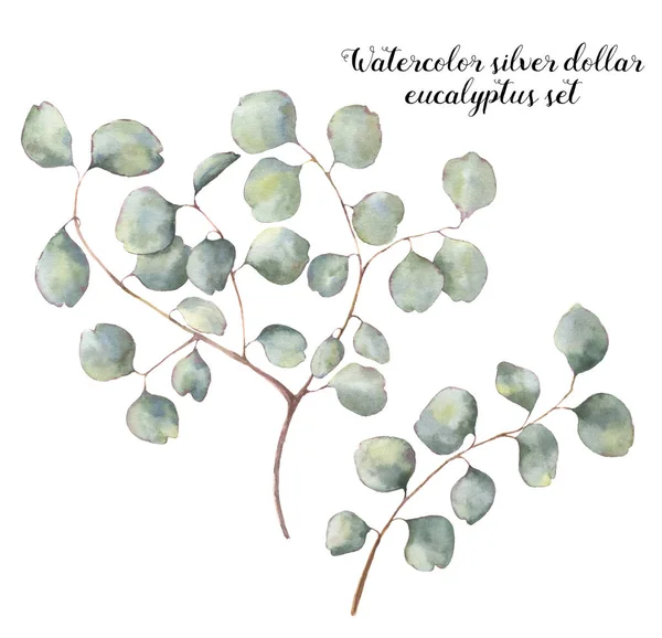 Watercolor silver dollar eucalyptus set. Hand painted floral illustration with round leaves and branches isolated on white background. For design, print and fabric — Stock Photo, Image