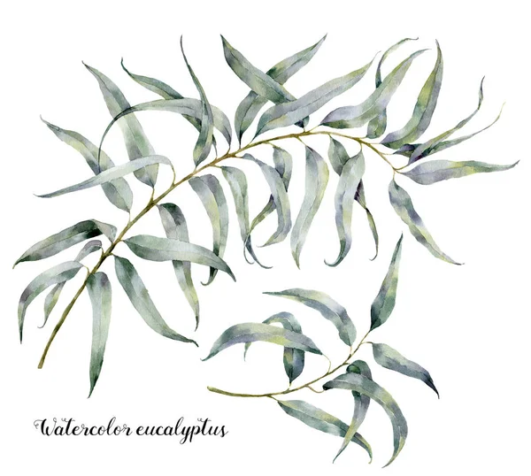 Aquarel eucalyptus. Hand geschilderd instellen van takken met bladeren geïsoleerd op een witte achtergrond. Natuurlijke illustratie voor ontwerp. — Stockfoto