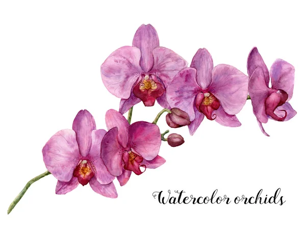 Akvarell orchideák. Kézzel festett, virág botanikai illusztráció elszigetelt fehér background. A tervezés, illetve a nyomtatás. — Stock Fotó