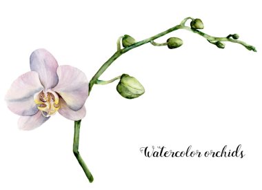 Suluboya beyaz orkide. El çiçek botanik illüstrasyon izole beyaz zemin üzerine boyalı. Tasarım veya baskı için.
