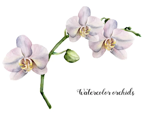 Akvarelu větev s bílými orchidejemi. Ručně malované květinové Botanická ilustrace izolované na bílém pozadí. Pro návrh a tisk. — Stock fotografie