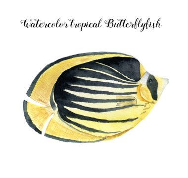 Suluboya Butterflyfish. Tropik balık beyaz arka plan üzerinde izole el boyalı. Tasarım, kumaş veya baskı için sualtı hayvan illüstrasyon.