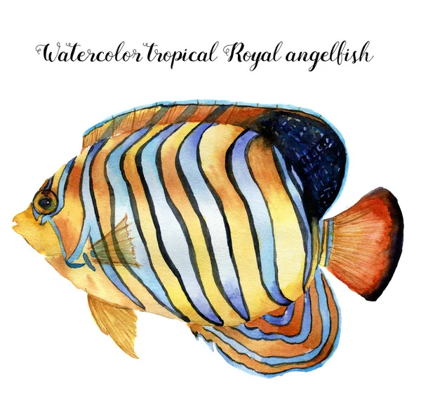 Watercolor Royal angelfish. Ikan tropis dilukis tangan terisolasi pada latar belakang putih. Ilustrasi hewan bawah air untuk desain, kain atau cetak . — Stok Foto