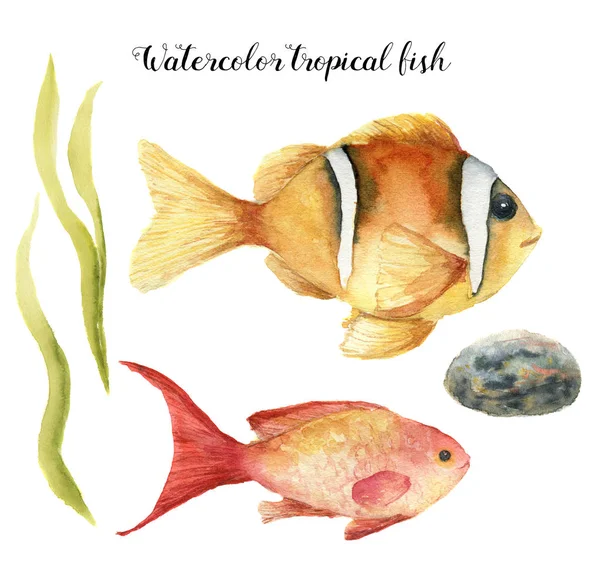 Peşte tropical de acuarelă. Pictat manual Mare goldie și Clownfish, alge marine, piatră izolată pe fundal alb. Ilustrație subacvatică pentru design, țesătură sau imprimare . — Fotografie, imagine de stoc