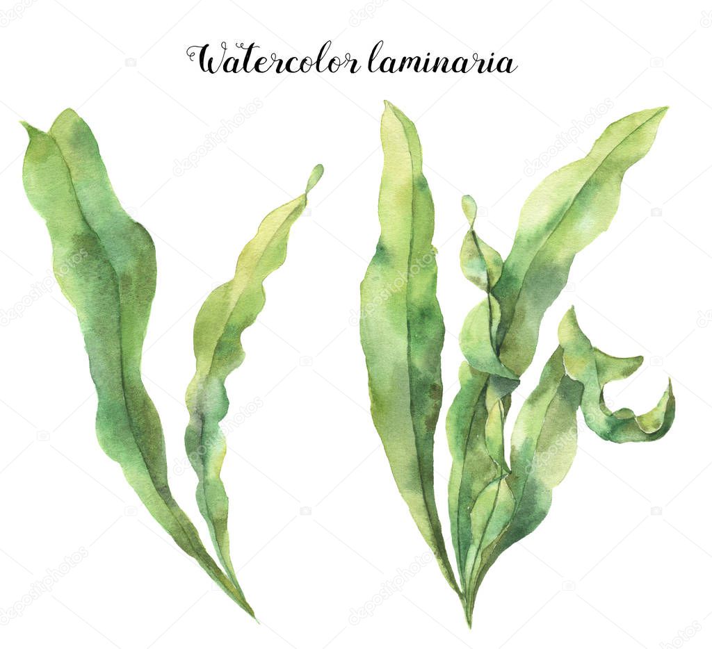 Watercolor laminaria. Hand painted underwater floral illustration with algae leaves branch isolated on white background. For design, fabric or print.