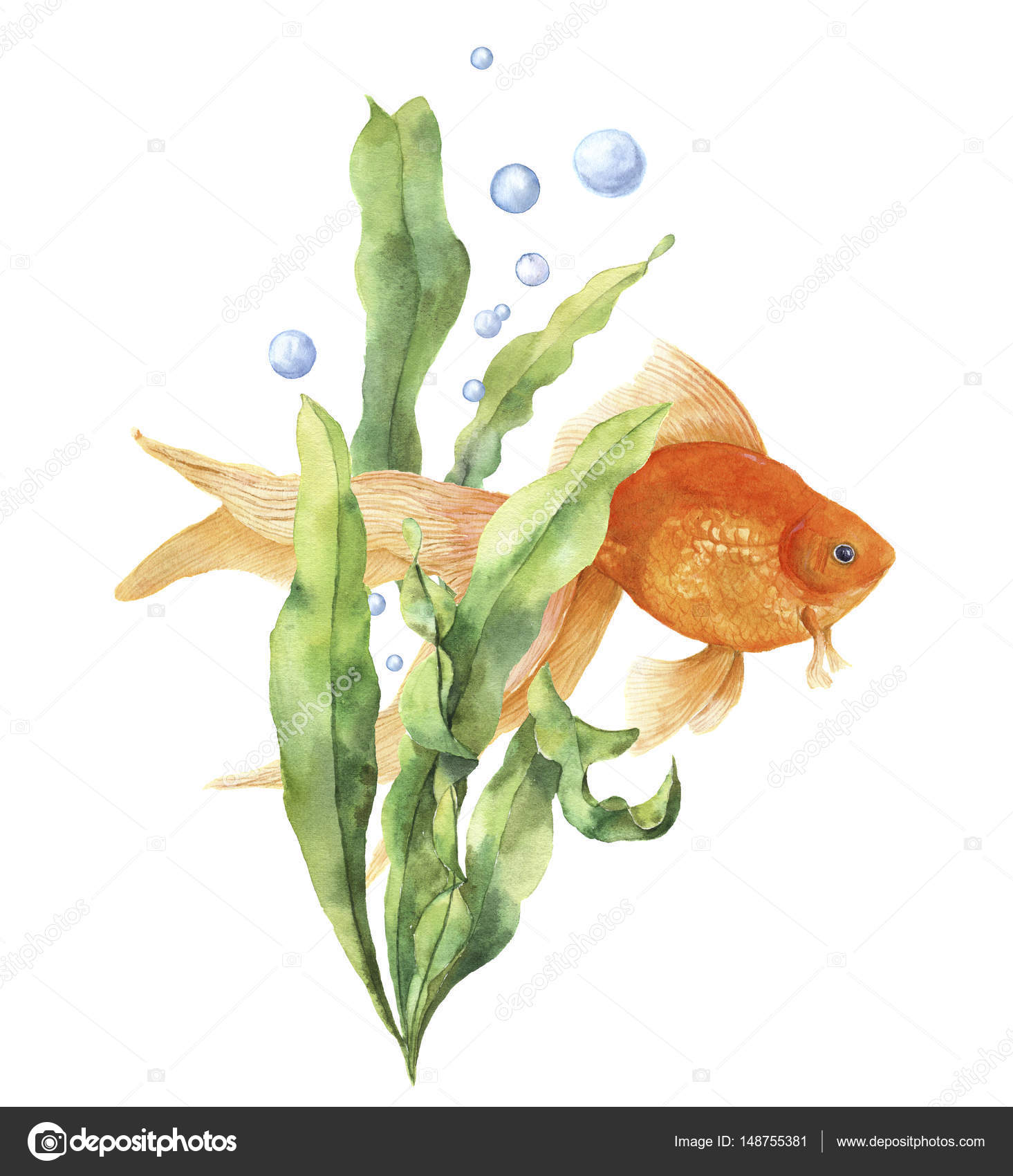 610 Aquarium Design For Goldfish HD Terbaru