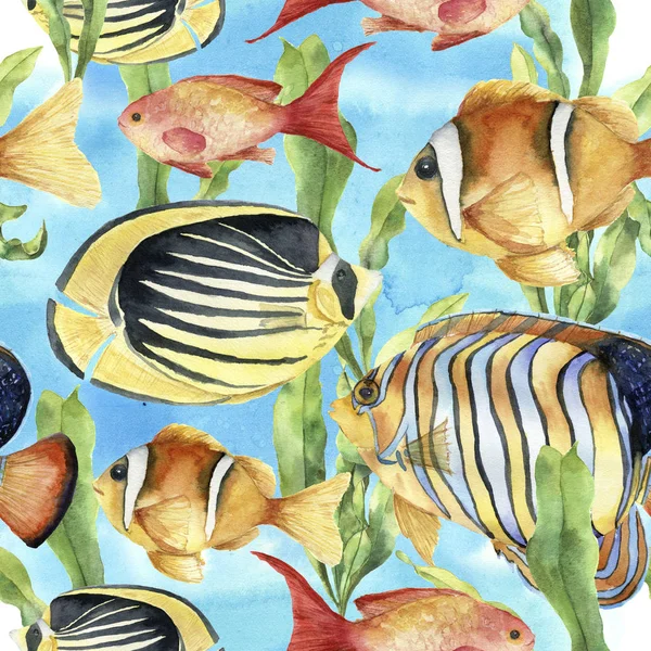 Ακουαρέλα υποθαλάσσιο μοτίβο. Χειροποίητη τροπικά ψάρια: αγγελόψαρα, οι πεταλούδες, clownfish και laminaria σε μπλε φόντο. Εικονογράφηση Tropic θάλασσα. — Φωτογραφία Αρχείου