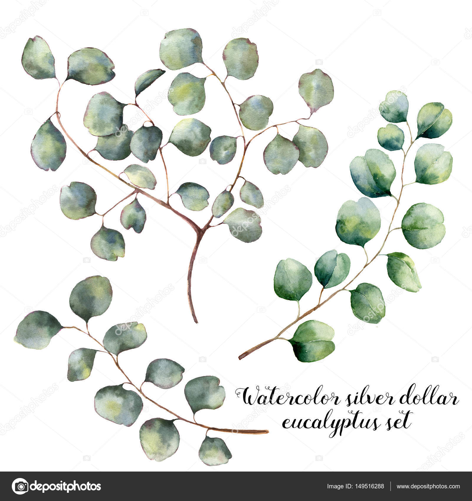 Feuille D'eucalyptus à L'aquarelle Et Dollar En Argent D'eucalyptus De  Branche. Illustration Botanique, Isolée