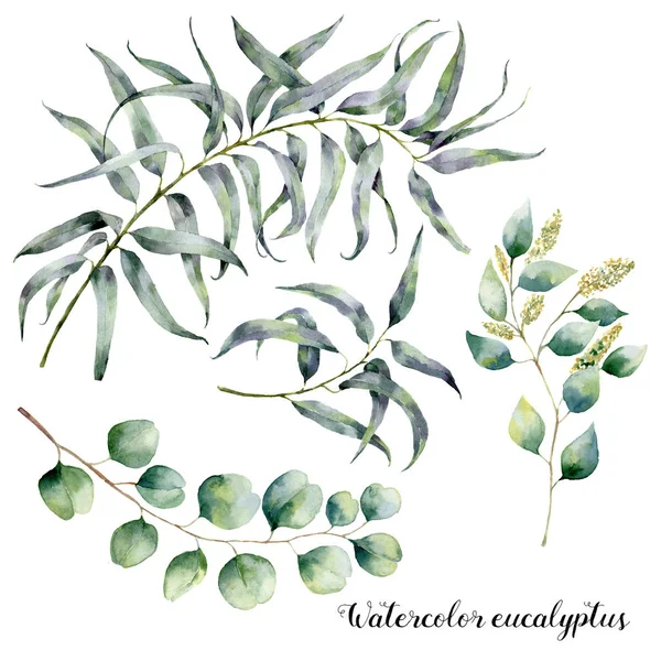 Watercolor set with eucalyptus branch. Hand painted floral illustration with leaves and branches of seeded and silver dollar eucalyptus isolatedon white background. For design, print and fabric — Stock Photo, Image