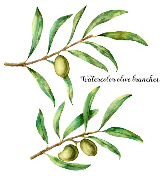 Aquarelle sertie de branches d'olivier. Illustration florale peinte à la main avec des branches d'olivier et d'arbre avec des feuilles isolées sur fond blanc. Pour le design, l'impression et le tissu — Photo