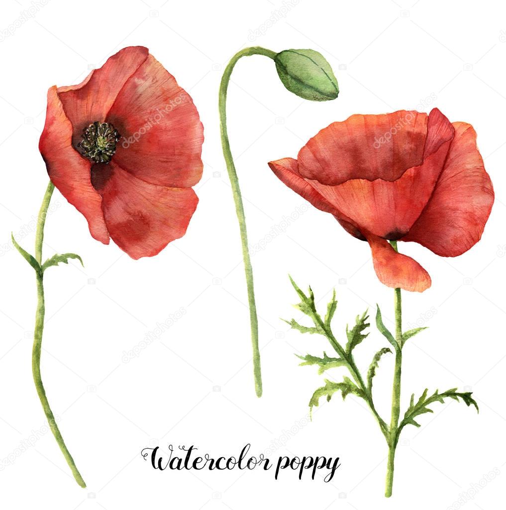 Watercolor poppies set. Hand painted floral illustration with leaves, seed capsule and branches isolated on white background. For design, print and fabric