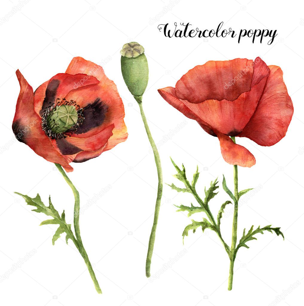 Watercolor set with poppies. Hand painted floral illustration with leaves, seed capsule and branches isolated on white background. For design, print and fabric