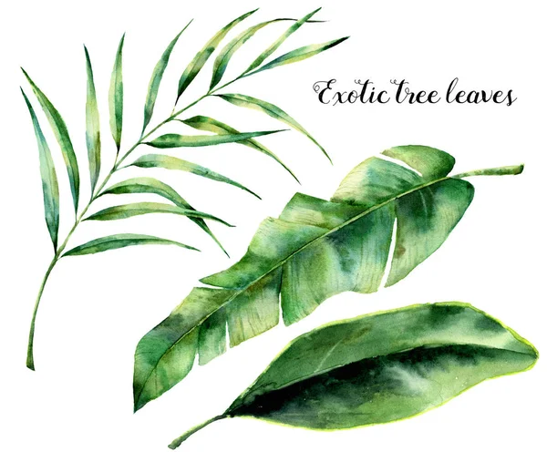 Watercolor set with exotic tree leaves. Hand painted palm branch and leaf of magnolia. Tropic plant isolated on white background. Botanical illustration. For design, print or background — Stock Photo, Image