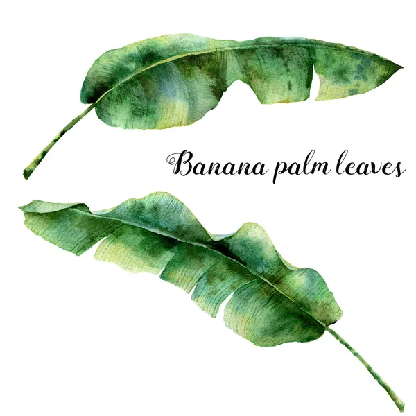 Akvarell egzotikus Pálma levelek. Kézzel festett banán ág. Trópusi növény elszigetelt fehér background. Botanikai illusztráció. A tervezés, a nyomtatás vagy a háttér — Stock Fotó