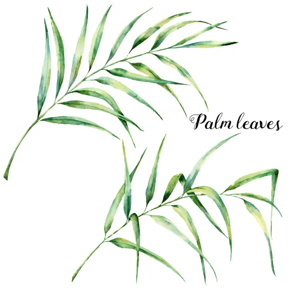 Hojas de palmera acuarela. Rama de vegetación exótica pintada a mano. Ilustración botánica. Para diseño, impresión o fondo —  Fotos de Stock