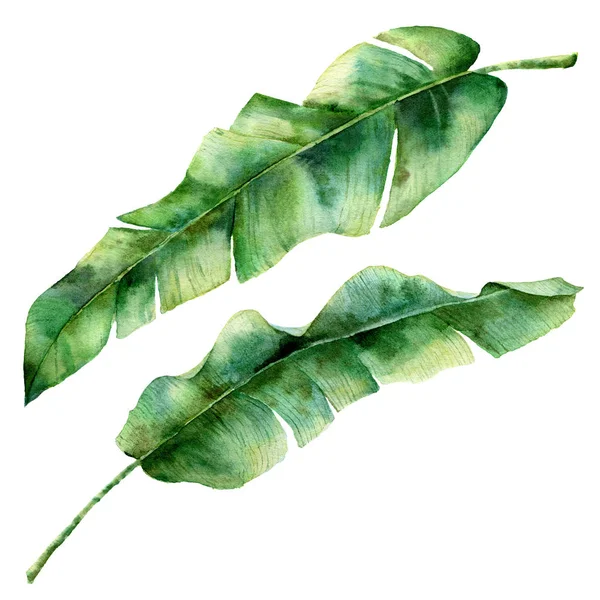 Akvarelu banán dlaň listy. Ručně malované exotické zeleni větev. Tropická rostlina izolovaných na bílém pozadí. Botanická ilustrace. Pro design, tisk nebo pozadí — Stock fotografie