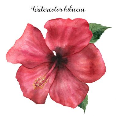 Suluboya kırmızı hibiscus. El egzotik çiçek illüstrasyon izole beyaz arka plan üzerinde yaprakları ile boyalı. Tropic çiçek tasarım, baskı ve kumaş için