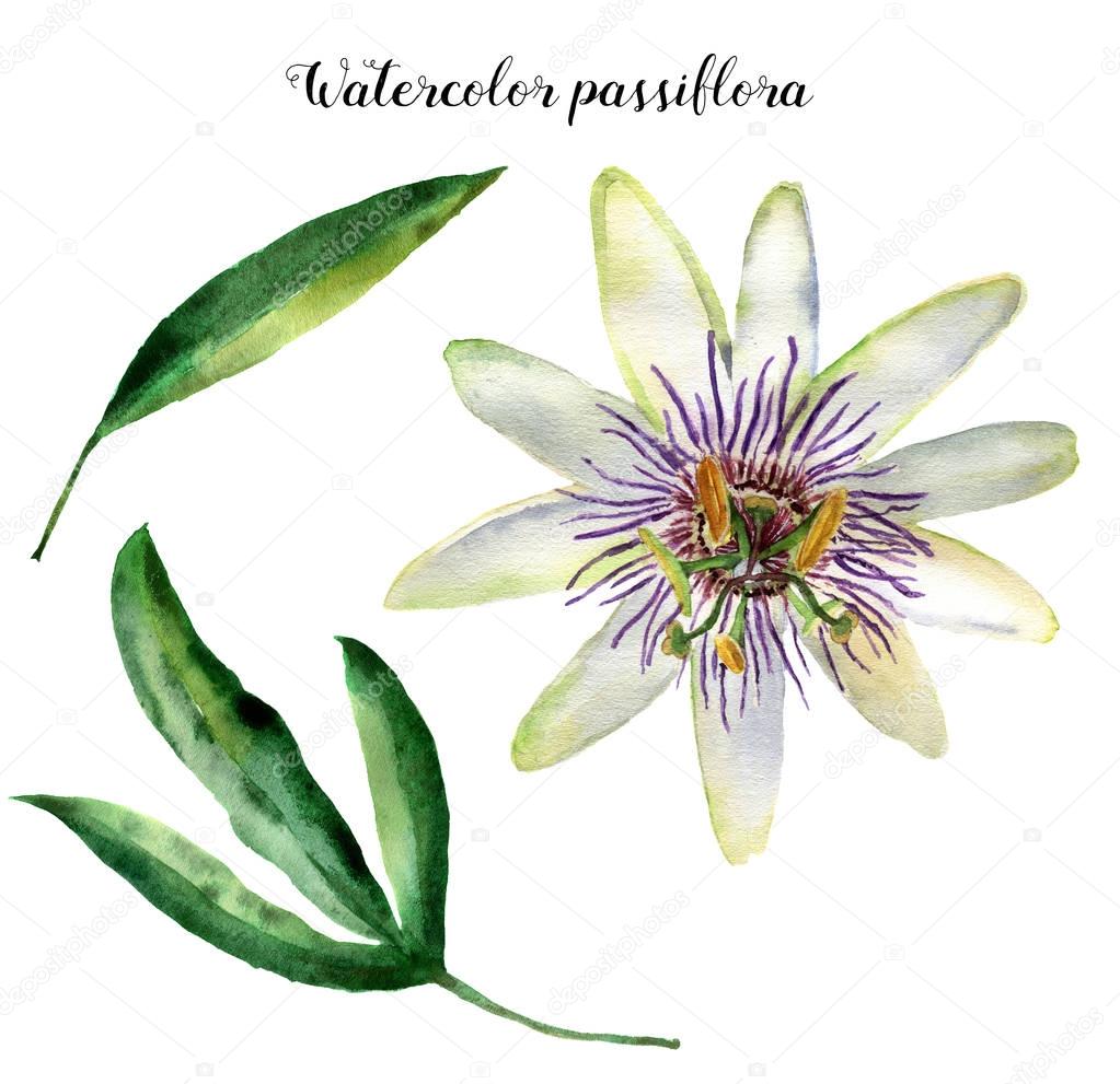 Watercolor passiflora with leaves. Hand painted exotic floral illustration isolated on white background. Tropic flower for design, print and fabric