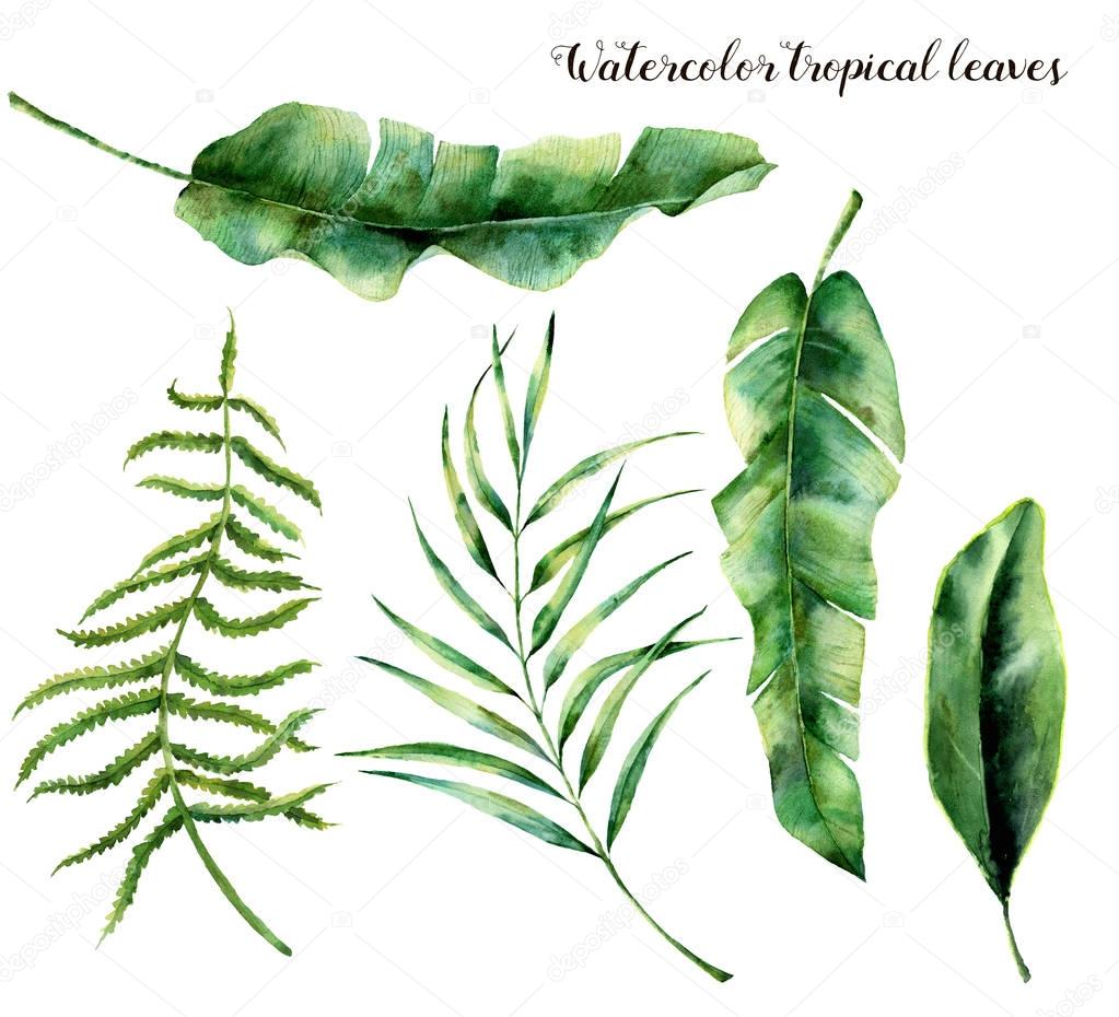 Watercolor set with tropical leaves. Hand painted palm branch, fern and leaf of magnolia. Tropic plant isolated on white background. Botanical illustration. For design, print or background