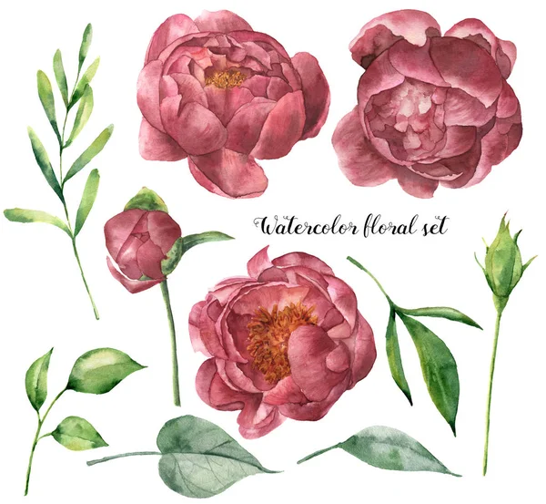 Watercolor floral set with peony and leaves. Hand painted plant elements with flowers and greenery isolated on white background. Botanical illustration for design. — Stock Photo, Image