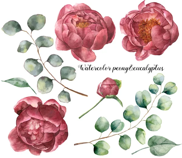 Aquarel peony en eucalyptus ingesteld. Handgeschilderde bloemen elementen met bloemen en eucalyptus tak geïsoleerd op een witte achtergrond. Botanische illustratie voor ontwerp. — Stockfoto