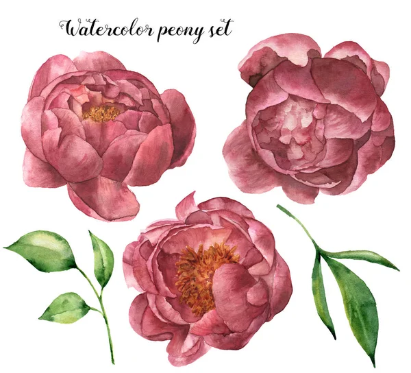 Set peonia acquerello con foglie. Elementi floreali dipinti a mano con fiori e verde isolato su sfondo bianco. Illustrazione botanica per il design . — Foto Stock