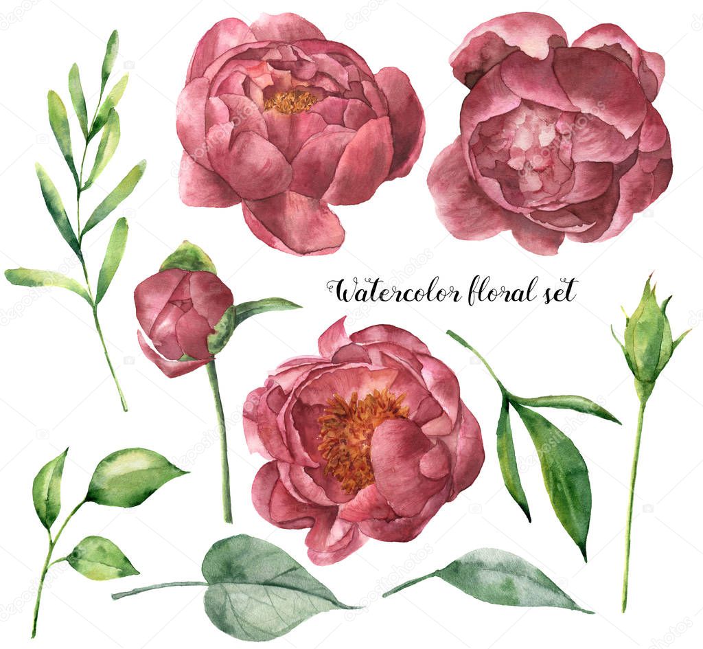 Watercolor floral set with peony and leaves. Hand painted plant elements with flowers and greenery isolated on white background. Botanical illustration for design.