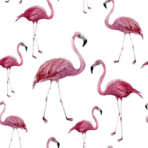 Akvarell flamingo sömlösa mönster. Exotisk fågel prydnad isolerad på vit bakgrund. Tropiska naturliga illustration. För design, utskrifter eller bakgrund — Stockfoto