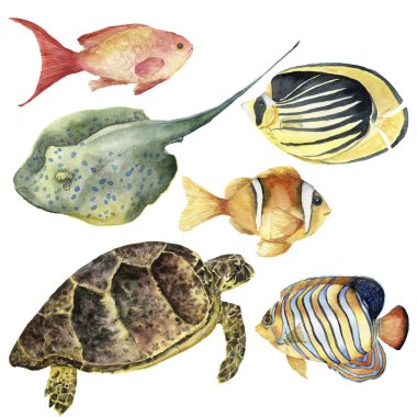 Suluboya tropikal balık ve su altı hayvan ayarlayın. El boyalı Royal angelfish, Butterflyfish, deniz goldie, Clownfish, kaplumbağa ve beyaz arka plan üzerinde izole stingrey. Tasarım, kumaş veya baskı için.