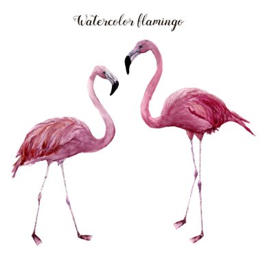 Suluboya flamingo ayarlayın. Egzotik yürüyen kuş illüstrasyon izole beyaz arka plan üzerinde. Tropikal doğal illüstrasyon. Tasarım, parmak izi veya arka plan için.