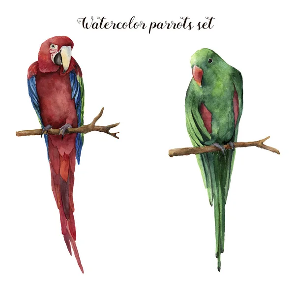 Ακουαρέλα παπαγάλους. Χειροποίητη μακώ κόκκινο-και-πράσινο και κόκκινο-φτερωτό παπαγάλο που απομονώνονται σε λευκό φόντο. Εικονογράφηση χαρακτήρα με το πουλί. Για το σχεδιασμό, εκτύπωση ή φόντο — Φωτογραφία Αρχείου