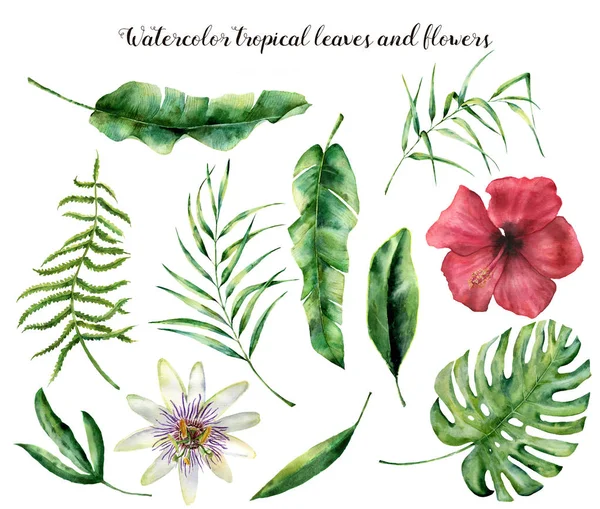 Vízfesték készlet trópusi levelekkel. Kézzel festett palm ág, páfrány, leaf, magnolia. Trópusi növény elszigetelt fehér background. Botanikai illusztráció. A tervezés, a nyomtatás vagy a háttér — Stock Fotó