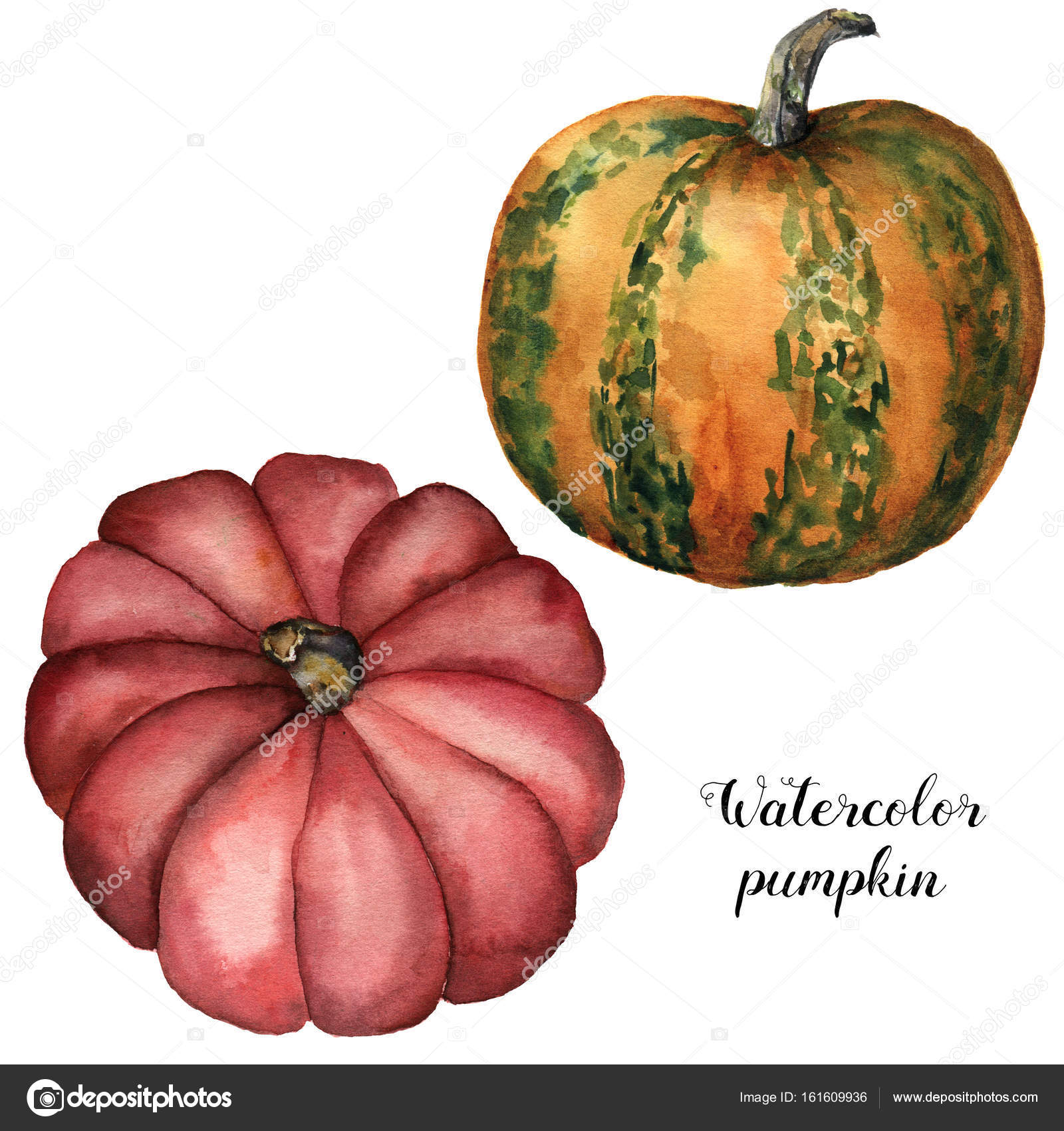Dipinto a mano rosso e arancione con verde strisce zucche isolate su priorit  bassa bianca Illustrazione botanica per la pro tazione Stampa di Halloween