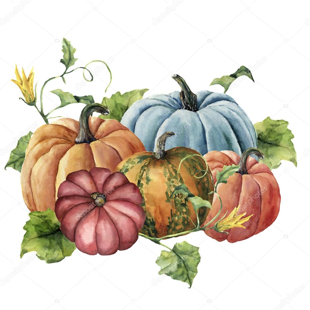 Watercolor autumn harvest. Hand painted bright pumpkins with leaves and flowers isolated on white background. Botanical illustration for design