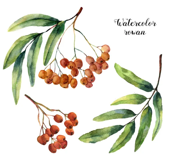 Ensemble aquarelle rowan. Fruit de montagne peint à la main avec des feuilles et une branche isolées sur fond blanc. Illustration botanique pour le design . — Photo