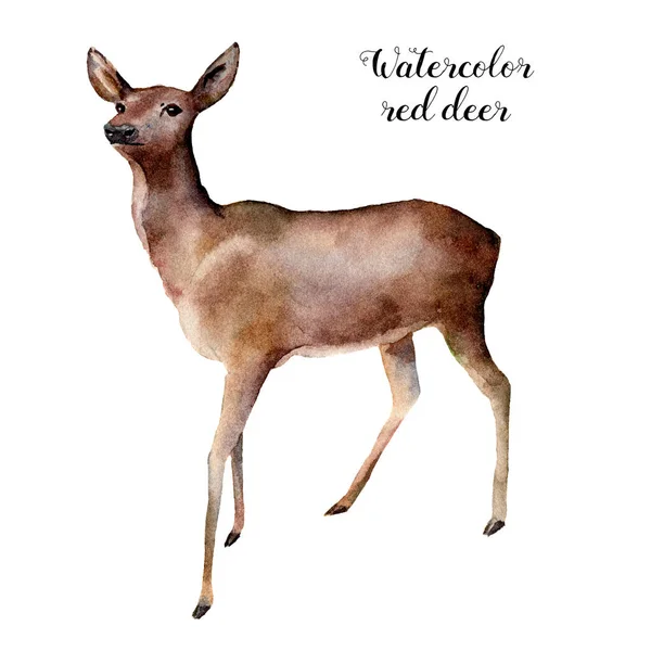 Aquarel herten. Handgeschilderde wild dier illustratie geïsoleerd op een witte achtergrond. Kerstmis natuur print voor ontwerp. — Stockfoto