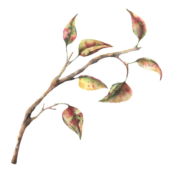 Ramo de árvore aquarela com folhas amarelas e vermelhas. Ilustração de outono pintada à mão isolada sobre fundo branco. Temporada arte grampo botânico para design ou impressão . — Fotografia de Stock