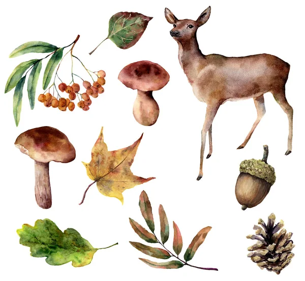 Conjunto de floresta aquarela. Rena pintada à mão, cogumelos, folhas de outono, cone de pinho, rowan, bolota isolada no fundo branco. Coleção de natureza de desenho . — Fotografia de Stock