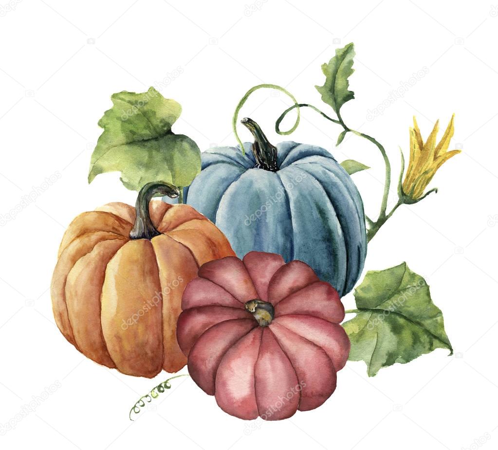Watercolor autumn pumpkins. Hand painted bright pumpkins with leaves and flowers isolated on white background. Botanical illustration for design
