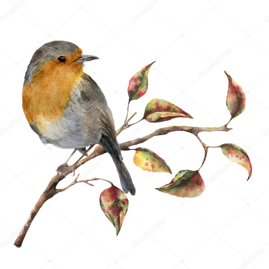 Watercolor robin sitting on tree branch with red and yellow leaves. Autumn illustration with bird and fall leaves isolated on white background. Nature print for design.