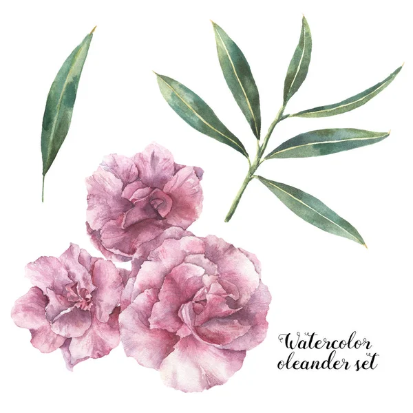 Watercolor floral set. Hand painted oleander flowers with leaves and branch isolated on white background. Botanical illustration for design, print, fabric. — Stock Photo, Image