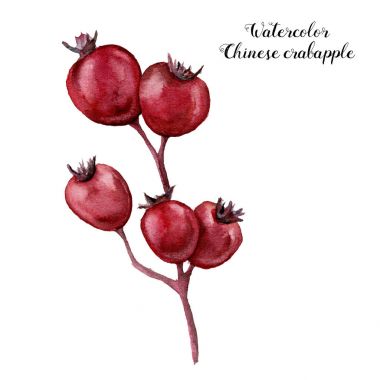 Suluboya Çin crabapple. El beyaz arka plan üzerinde izole Noel bitki boyalı. Botanik illüstrasyon. Tatil baskı tasarım için.
