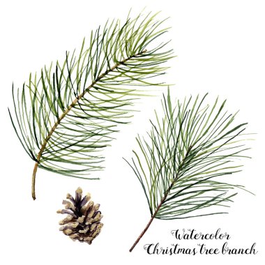 Sulu Boya Noel ağacı dalı küme. Beyaz arka plan üzerinde izole koni ile Noel köknar dalı el boyalı. Botanik illüstrasyon. Tatil baskı tasarım için.