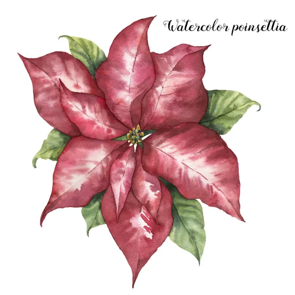 Pontuação rosa aquarela. Flor de Natal pintada à mão com folhas isoladas sobre fundo branco. Ilustração botânica. Impressão de férias de design . — Fotografia de Stock